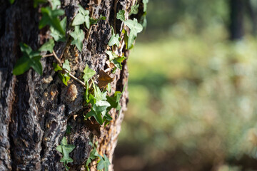 Sticker - Close up shot of a tree trunk with leaves