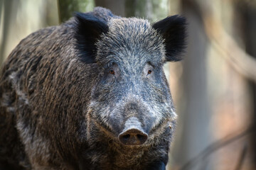 Wall Mural - portrait male wild boar in autumn forest
