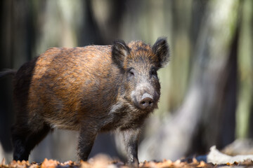 Wall Mural - male wild boar in autumn forest
