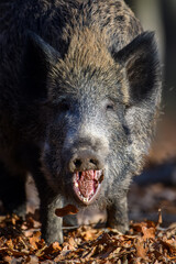 Wall Mural - portrait male wild boar in autumn forest