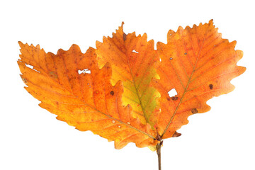 Sticker - Beautiful autumn oak leaves