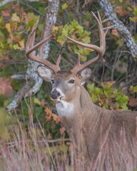 Poster - White-tailed Deer Buck