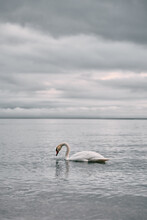 Dusky Weather And Swan Swimming In The Baltic Sea. Sunset Over The Seaside With Birds. Heavy Clouds On The Seashore.