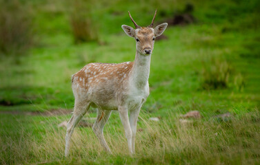 Poster - A young fallow deer buck with small antlers. It is also called a prickett