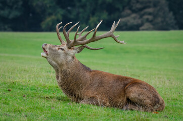 Poster - A red deer stag with large antlers lying on the grass bellowing