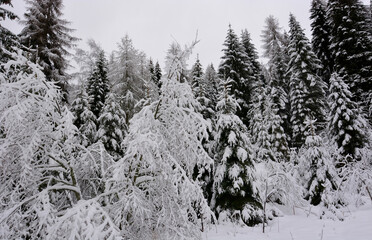 Wall Mural - snow covered the forest high in the mountains