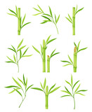 Fototapeta Sypialnia - Bamboo as Evergreen Perennial Flowering Plant with Hollow Stem and Green Leaf Vector Set