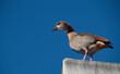 Egyptian Goose Perched on High Point of Roof