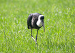 Black and White WoolyNecked Stork in Green Grass
