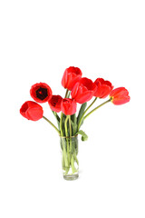 Wall Mural - Red tulips isolated on white