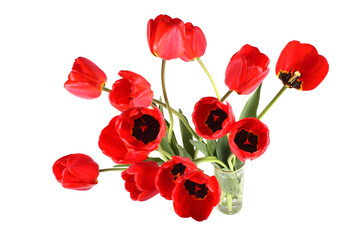 Poster - Red tulips isolated on white