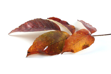 Sticker - Autumn nut leaf