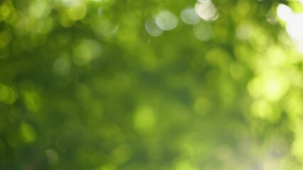 Beautiful green vibrant natural 4k video bokeh abstract background. Defocused leaves of old trees and soft sunset sunlight transparenting through branches and fresh foliage blown by wind