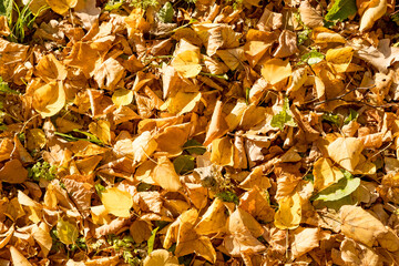 Wall Mural - colorful background of fallen autumn leaves.a natural background of bright autumn leaves fallen to t