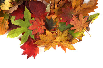 Wall Mural - Different autumn leaves