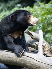 Wall Mural - Malayan sun bear, Helarctos malayanus, resting on a dry trunk