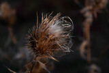 Fototapeta Dmuchawce - dried thistle flower