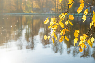 Wall Mural - branch of a tree with yellow leaves above the water of a lake on a sunny autumn day. scenic landscap