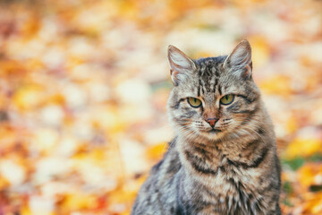 Wall Mural - Cat sits on fallen leaves in the autumn garden