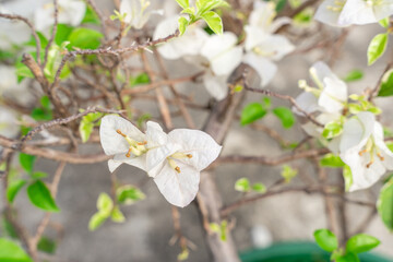 Wall Mural - Bougainvillea is a genus of thorny ornamental vines, bushes, and trees belonging to the four o' clock family, Nyctaginaceae. Bougainville flowers Blooming in the garden. Selective Focus. defocus.