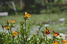 Closeup Shot Of Daylilies Growing In A Garden