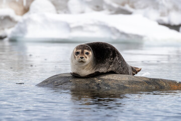 a harbour seal, phoca vitulina, hauled out on a rock in svalbard