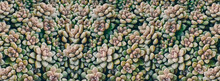 A Background Of Small Succulents. 