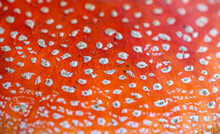 Amanita Muscaria Or Fly Agaric Mushroom. Red Poisonous Mushroom Close Up. Seamless Pattern Background