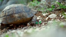 Close Up Turtle Slowly And Carefully Looked Out Of Its Shell Outdoors In Wild. Tortoise Crosses Ground Road Into The Bushes
