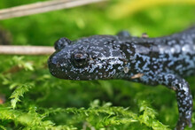 Closeup On A Juvenile Metamorphosed Blue Spotted Tohoku Salamander, Hynobius Lichenatus