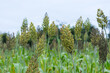 Durra plants on the farm; cultivation of Sorghum bicolor