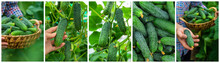 Collage Of Harvest Garden Cucumbers. Selective Focus.
