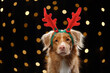 Red-haired dog on the background of New Year's lights, bokeh. Nova Scotia Duck Tolling Retriever in Carnival Deer Antlers