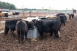 Calves feeding on plant-based feed on a farm