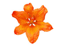 Isolated Orange Lilium Flower With Raindrops.