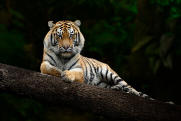 Wall Mural - adult tiger relaxing on large branch looking at the viewer