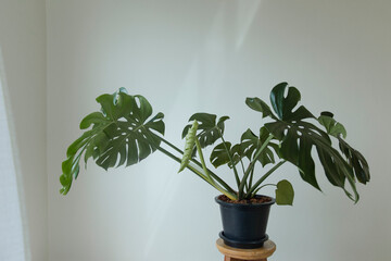 Wall Mural - Monstera giant beautiful leaf on white background. green leaf for decoration.