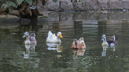 Sticker - Duck Strolling in a lake early in the morning