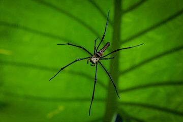 Wall Mural - spider on a background of green palm leaf