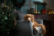 Dog by the Christmas tree and fireplace. New Year's mood. Nova Scotia tolling Retriever in holiday scenery, at home