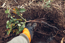Gardener Planting Rose Bush Into Soil Outdoors. Autumn Garden Work. Putting Roots In Hole