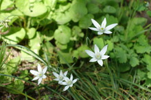 Closeup Of White Flowers Of Ornithogalum Umbellatum In April