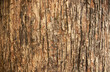 © Kullaya - Bark pattern is seamless texture from tree. For background work