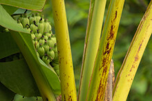 The Green Wild Banana Has Leaves And Stalks Covered In The Forest On The Mountain.