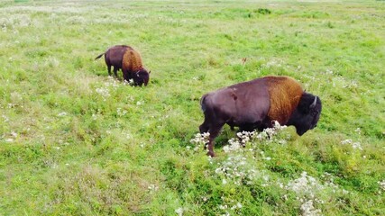herd of american bison in wild nature at meadow, wildlife safari