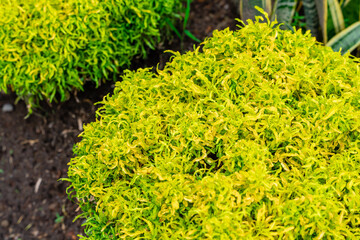 Wall Mural - Polyscias fruticosa growth in garden.
Ornamental trees green park named Ming aralia. Selective Focus. Defocus