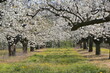 Allée de cerisiers dans la Drôme, le printemps en France