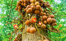 The Cannon Ball Tree, Royal Botanical Garden, Kandy, Sri Lanka