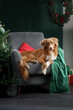 A dog on a chair next to a Christmas tree. New Year's atmosphere. Holiday Nova Scotia duck Tolling Retriever at home