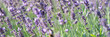 Beautiful lavender flowers in field closeup. Lavender fields and summer bloom